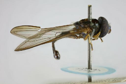 Argentinomyia aeneus (Williston, 1891) - Ocyptamus aenea ST lateral