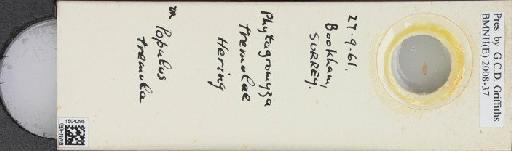 Aulagromyza tremulae (Hering, 1957) - BMNHE_1504295_59408