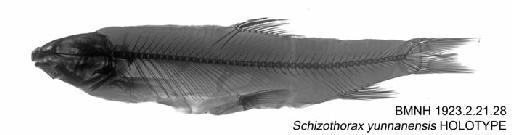 Schizothorax yunnanensis Norman, 1923 - BMNH 1923.2.21.28 - Schizothorax yunnanensis HOLOTYPE Radiograph