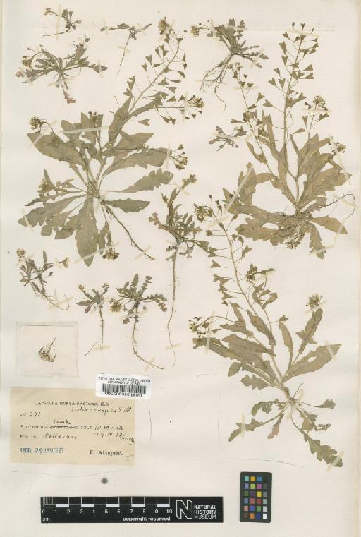 Capsella bursa-pastoris (L.) Medik. - BM000582820.tif