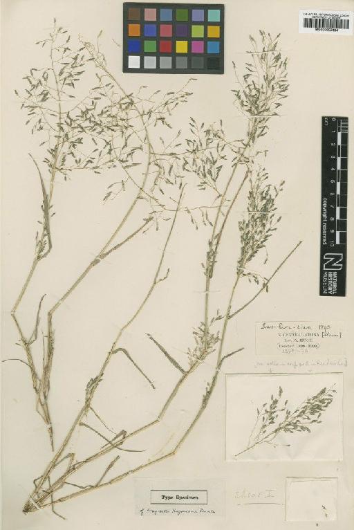 Eragrostis hugoniana Rendle - BM000959494