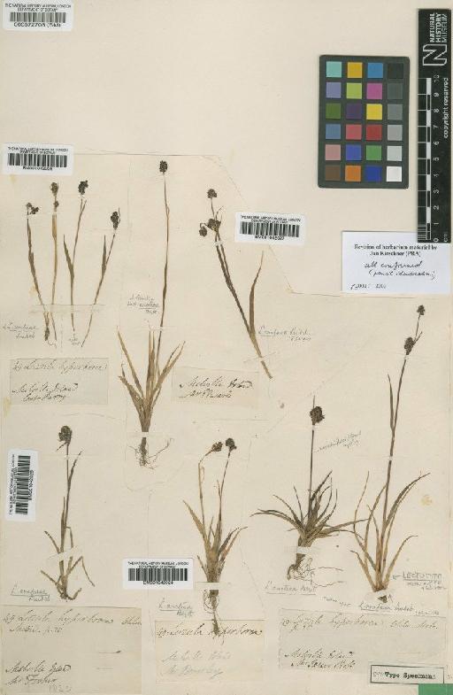 Luzula confusa Lindeb. - BM001042026