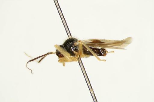 Ernestinus mimicus Distant, 1911 - Ernestinus mimicus-BMNH(E)1633157-Syntype male lateral X2.5 FK