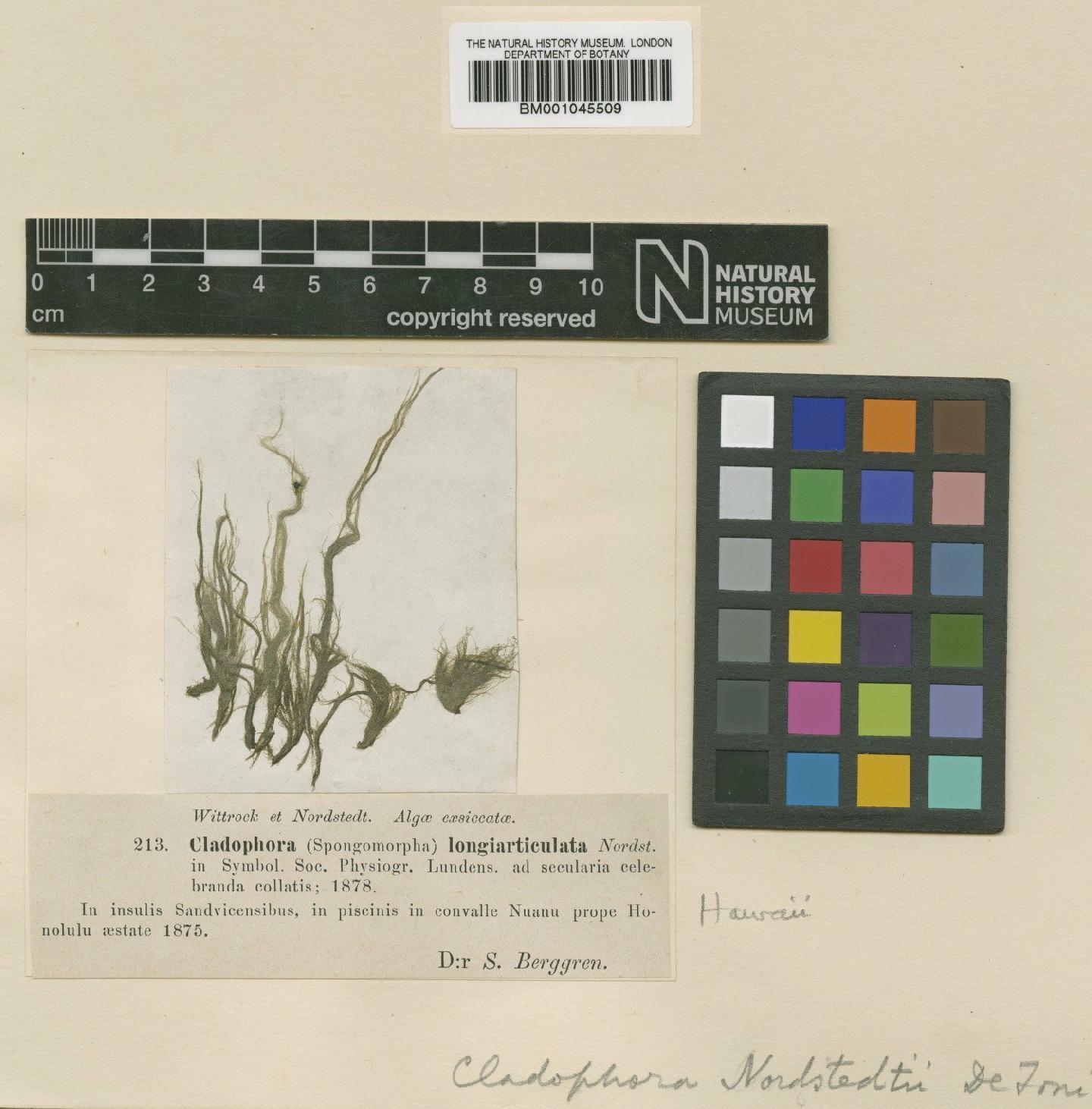 To NHMUK collection (Cladophora longiarticulata Nordst.; Type; NHMUK:ecatalogue:738478)