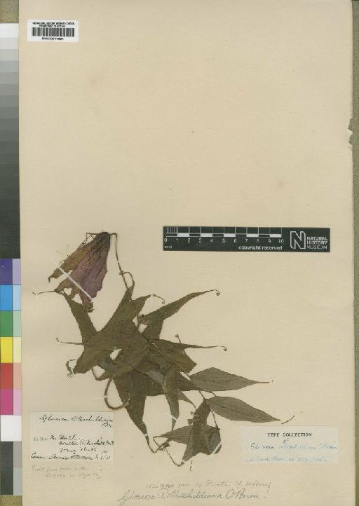 Gloriosa virescens Lindl. - BM000911881
