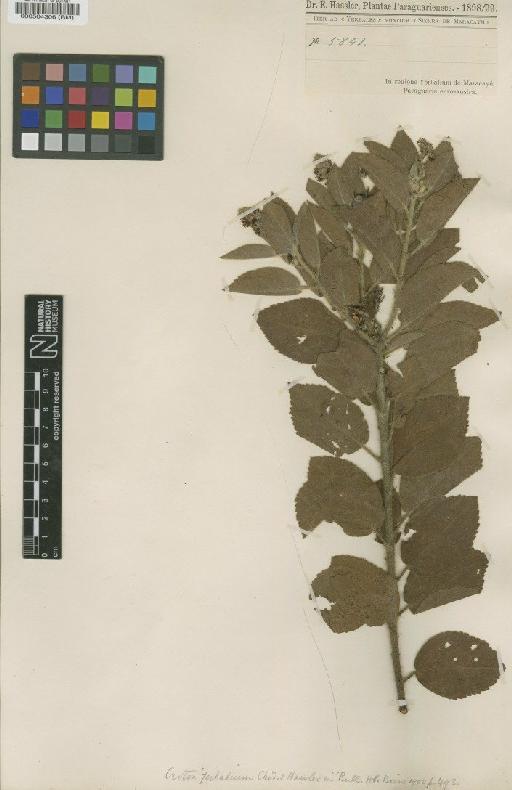Croton yerbalium Chodat & Hassl. - BM000504306