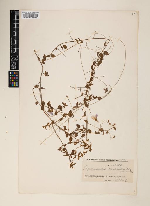 Jacquemontia evolvuloides (Moric.) Meisn. - 000089510