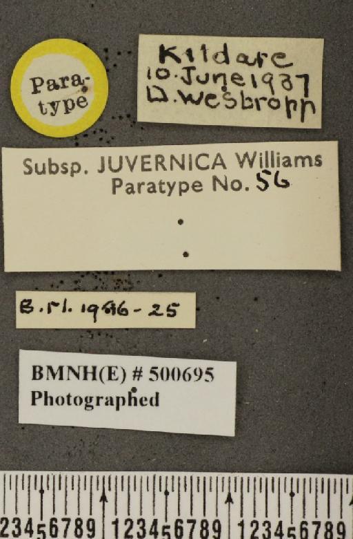 Leptidea sinapis juvernica Williams, 1946 - BMNHE_500695_label_73886