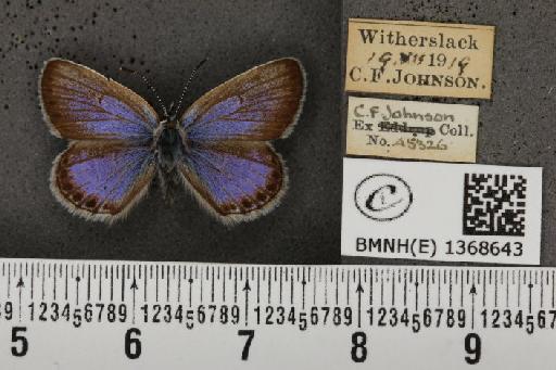 Plebejus argus masseyi Tutt, 1909 - BMNHE_1368643_164833