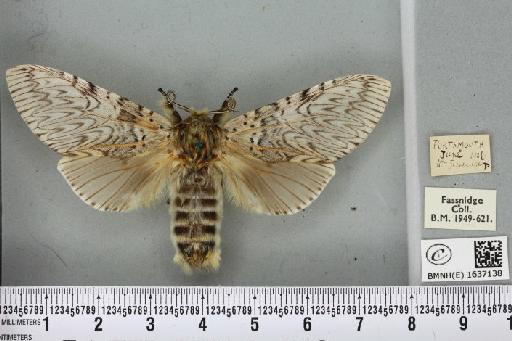 Cerura vinula (Linnaeus, 1758) - BMNHE_1637138_207264