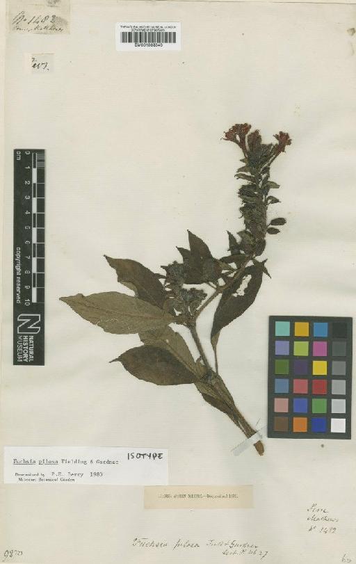 Fuchsia pilosa Fielding & Gardner - BM001008340