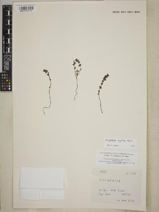 Euphrasia anglica Pugsley - BM013391756