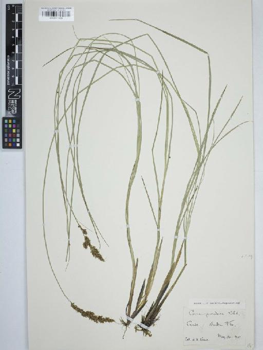 Carex appropinquata Schumach. - BM001111558 carex