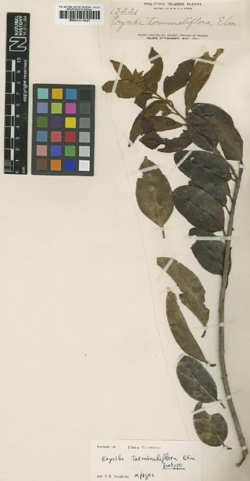 Erycibe terminaliflora Elmer - BM001014521