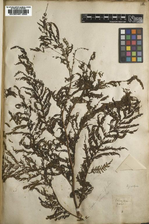 Polypodium arboreum L. - BM000589495