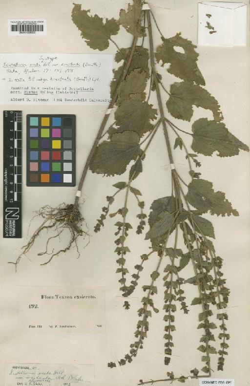 Scutellaria ovata var. bracteata (Benth.) S.F.Blake - BM001025222