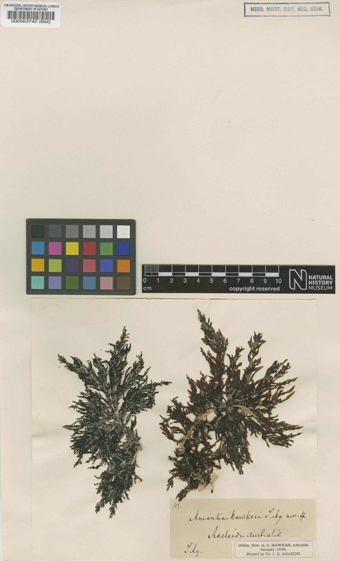 To NHMUK collection (Melanamansia serrata (Harv.) R.E.Norris; TYPE; NHMUK:ecatalogue:4785771)