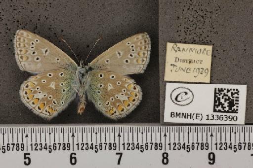 Polyommatus icarus icarus (Rottemburg, 1775) - BMNHE_1336390_143997