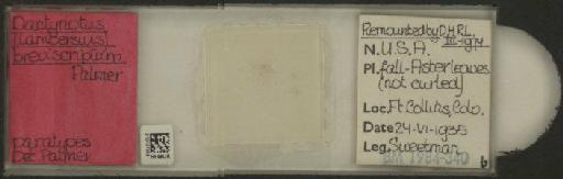 Uroleucon (Lambersius) breviscriptum Palmer, 1936 - 010107099_112821_1096629
