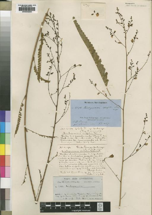 Aeschynomene siifolia Welw. ex Baker - BM000842840