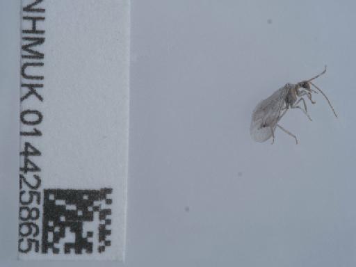 Conwentzia psociformis (Curtis, 1834) - 014425865