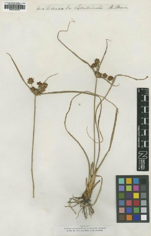 Mariscus fulvus (R.Br.) C.B.Clarke - BM000990822