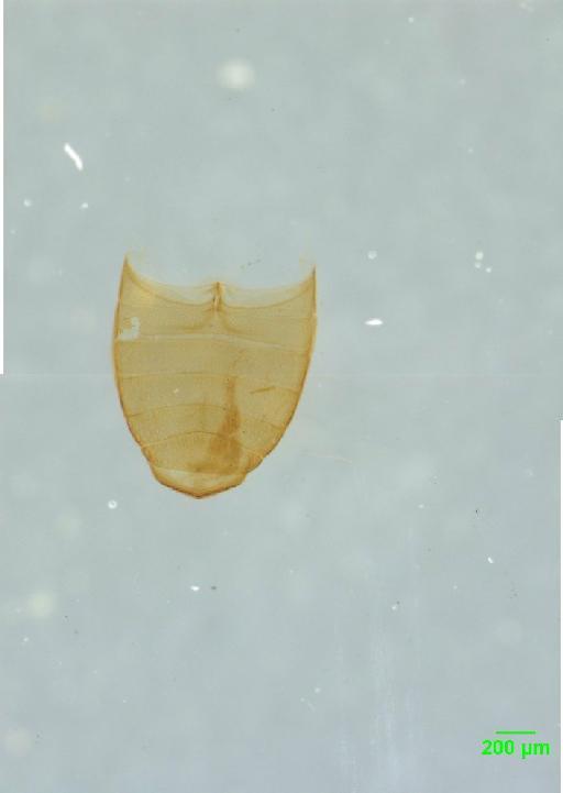 Scarabaeidae Latreille, 1802 - 010189665__