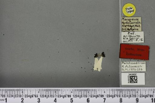 Melanagromyza avicenniae Spencer, 1977 - BMNHE_1469691_45117