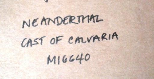 Homo neanderthalensis King, 1864 - PV M 16640 Original box inscription