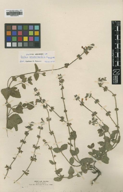 Salvia veronicaefolia A.Gray ex Wats - BM000992973