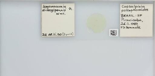 Isogonoceraia divergipennis White & Hodkinson, 1980 - 013482976_117198_1146273_157792_NonType_result