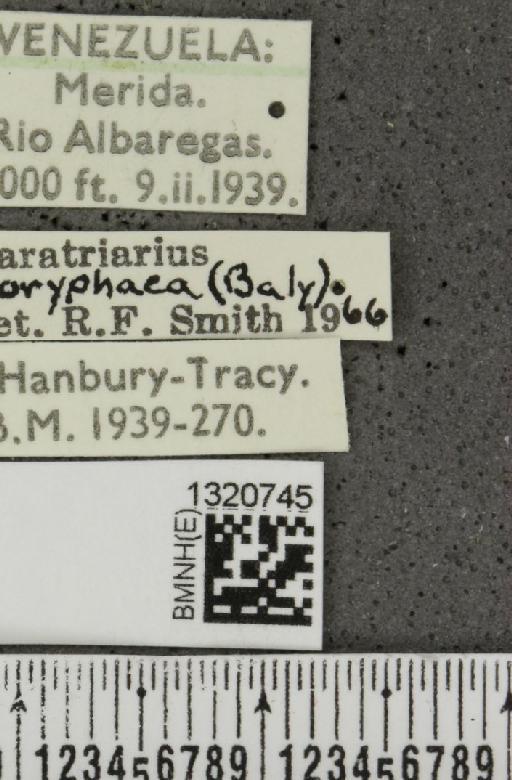 Paratriarius coryphaea (Baly, 1886) - BMNHE_1320745_label_21372