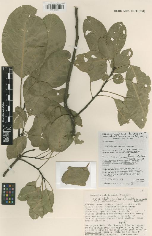 Capparis quiriguensis Standl. - BM001134989