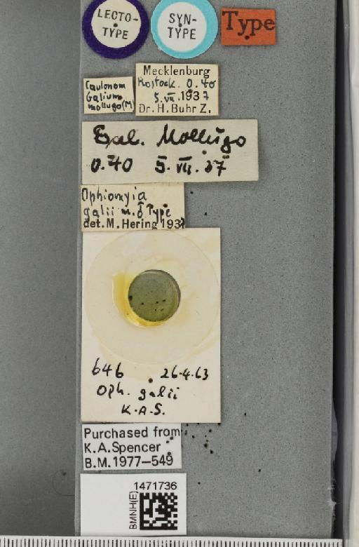 Ophiomyia galii Hering, 1937 - BMNHE_1471736_label_47398