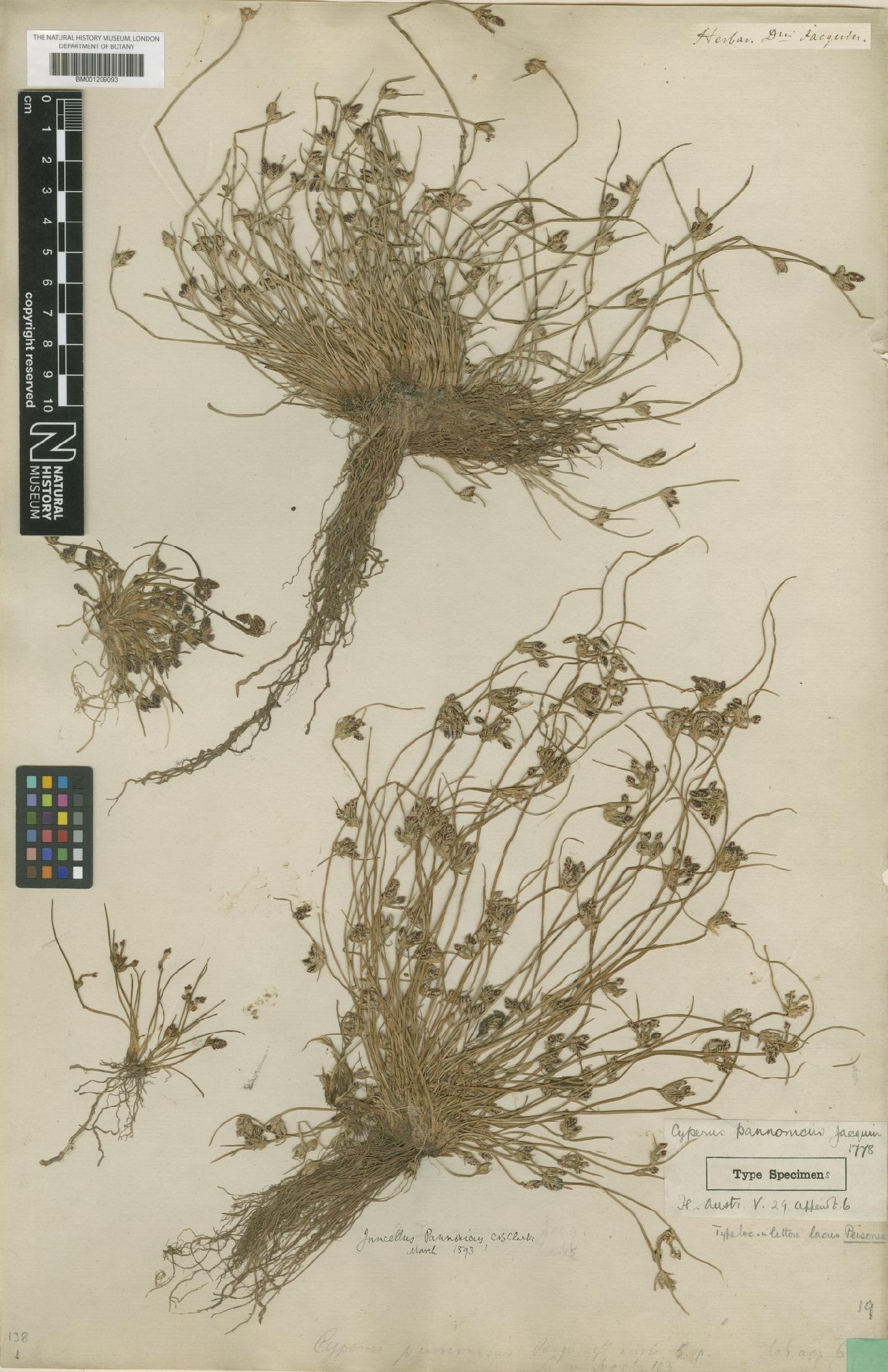 To the Natural History Museum, London (Cyperus pannonicus Jacq. BM001209093 type 1)