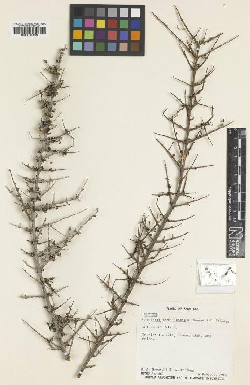 Rondeletia anguillensis R.A.Howard & E.A.Kellogg - BM001008807
