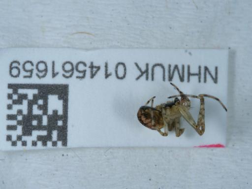 Neoscona adianta (Walckenaer, 1802) - 014561659_2