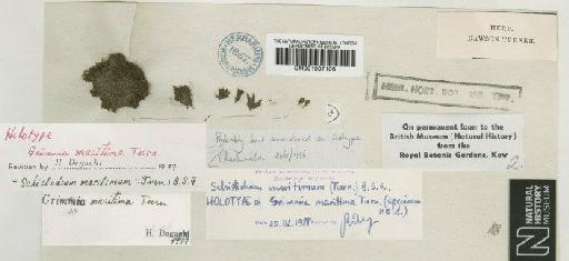 Schistidium maritimum (Turner) Bruch, Schimp. & W.Gümbel - BM001007106