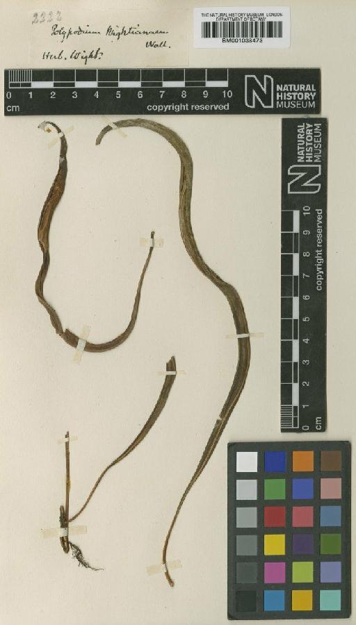 Lepisorus nudus (Hook.) Ching - BM001038473