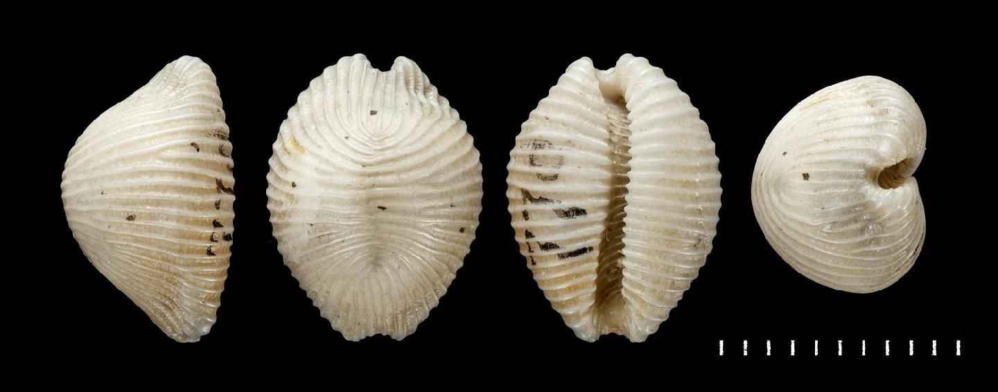 To NHMUK collection (Cypraea producta Gaskoin, 1836; HOLOTYPE; NHMUK:ecatalogue:5749505)