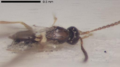 Emargo matius Quinlan, 1988 - Emargo_matius-NHMUK010825905-holotype-female-body-dorsal-10_0x