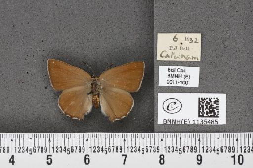 Callophrys rubi rubi (Linnaeus, 1758) - BMNHE_1135485_93600