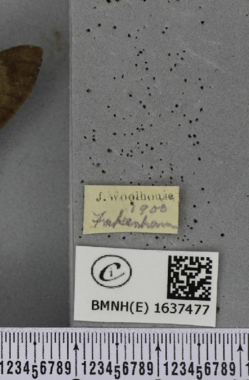 Macroglossum stellatarum (Linnaeus, 1758) - BMNHE_1637477_label_206150