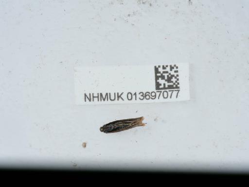 Aethes rutilana (Hübner, 1817) - 013697077_3