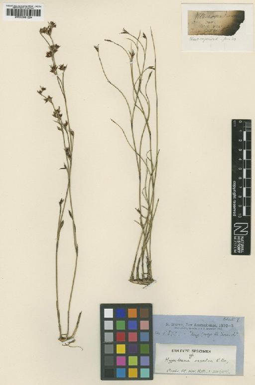 Hypolaena exsulca R.Br. - BM000991394