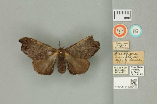 Carthara amisena Druce, 1890 - 014200193 Carthara amisena Druce, 1890 _Syntype _Dorsal_with_labels