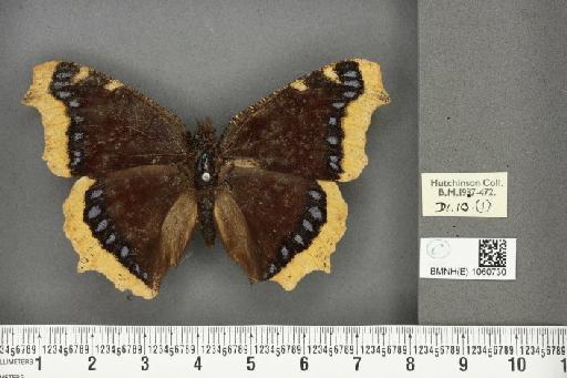 Nymphalis antiopa (Linnaeus, 1758) - BMNHE_1060730_21090