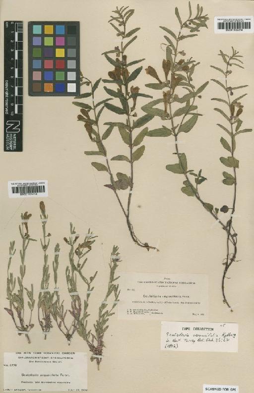 Scutellaria angustifolia subsp. angustifolia Pursh - BM001025219