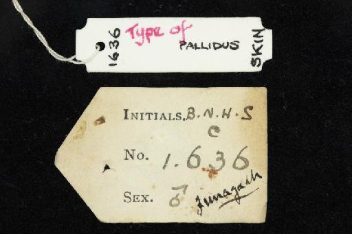 Hipposideros fulvus pallidus Andersen, 1918 - 1918_8_3_5-Hipposideros_fulvus_pallidus-Type-Skull-label_reverse