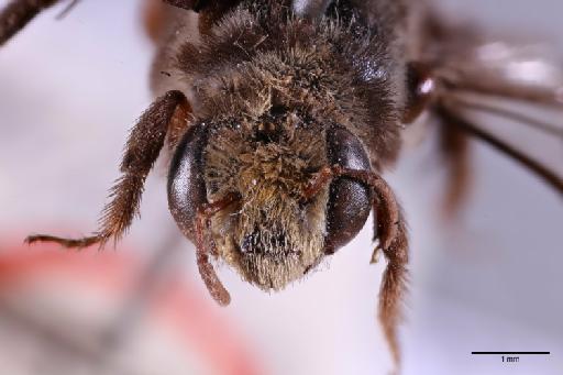 Anthophora fulvifrons Smith, F., 1854 - 010264969_5x_face